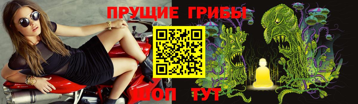 Псилоцибиновые грибы Psilocybe Гусиноозёрск